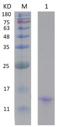 12% SDS-PAGE analysis profiles of purified PA3284-26-104 (CBB stained).